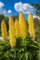 150 + Samen Gelbe Süß Lupine Lupinus luteus Bienen Schmetterlinge Wildpflanze