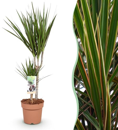 Green boutiQ - Zimmerpflanzen - Dracaena Marginata - Drachenbaum - Wenig Pflege - Grün - 1 Pflanze - Topf 17cm - Höhe 70-80cm