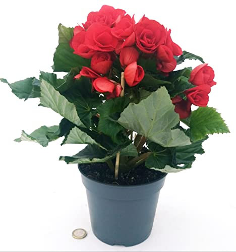 POWERS TO FLOWERS - BEGONIA BALADIN ROSSA, VASO 14 CM, pianta vera