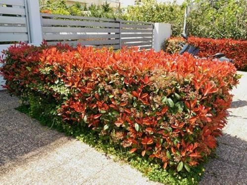 15st. Photinia 'Red Robin' 150-175 cm | immergrün, winterhart, schnellwachsend | roter Austrieb | ideal für Hecke oder Solitär | im Topf | Glanzmispel