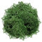 YUGHGH Weidenherz Groß Topfpflanzen Gartendekoration unsterblich natürliches trockenes Moos Hochzeit Pflanze Handwerk floraler Hintergrund Dekoration Moos unsterblich gefälschte (M, One Size)