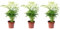 3er-Set Bergpalme - Höhe ca. 35 cm, Topf-Ø 12 cm - Chamaedorea elegans