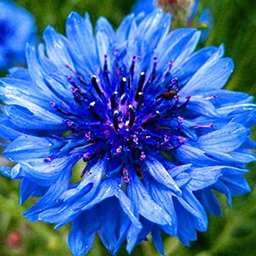 Haloppe Semi di piante di fiordaliso da 100 pezzi per piantare il giardino di casa, semi di fiori di fiordaliso blu semi di stelo verde per balcone Blu