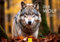 Edition Seidel Premium Kalender Der Wolf 2025 Format DIN A3 Wandkalender Tierkalender Tiere Wildtiere Rudel Wölfe Wald Natur