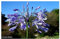 Agapanthus africanus - Schmucklilie - 10 Samen