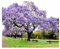 Paulownia Shan Tong Fortunei x Tomentosa Pflanzen Hybrid 9503 Pflanze Pro Kiribaum Winterhart Schnellst wachsender Baum der Welt 35-45cm