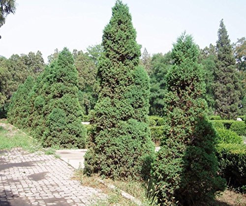 Chinesische Wacholder (Juniperus chinensis) Baumsamen - USA - Bonsai 15,25,50,100