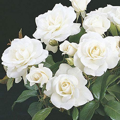 schone Bush Rose - Delicately Scented Blooms Flushes Throughout The Season - Creates a Magical Look in Your Garden (Bush Rose Virgo)