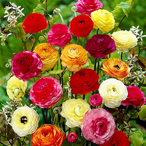10 Ranunculus Mixed – Attractive Double Blooms with Eye Catching Colour – Perennials – Snap to Grow - for Your Beautiful Garden