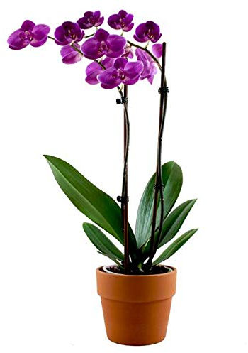 Orquídea Morada | Maceta de Cerámica | Orquídea Phalaenopsis con Flores Rosa Oscuro
