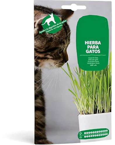Semillas de Pasto para Gatos Semillas de Planta Comestible para los Felinos Hierba de Gatos