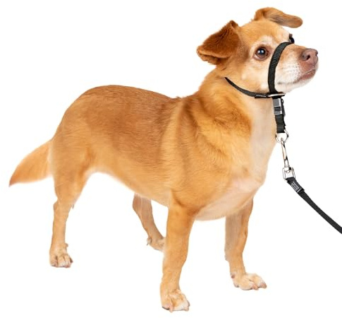PetSafe mjuk ledarhalsband med tränings-DVD