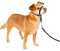 PetSafe Sanfter Führer Halsband mit Trainings-DVD