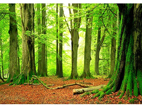 Runa Art Papier peint intissé 396 x 280 cm forêt | Toison Décoration Murale Salon Chambre á Coucherr | Fabrication Allemande | vert Brown 9037012a