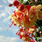 Pinkdose® GroÃŸer Verkauf!Rote Fuchsien-Samen eingemachte Blumensamen-Topfpflanzen, die fuchsiafarbene Blumen 50 Partikel/Beutel hängen, E9A0XR