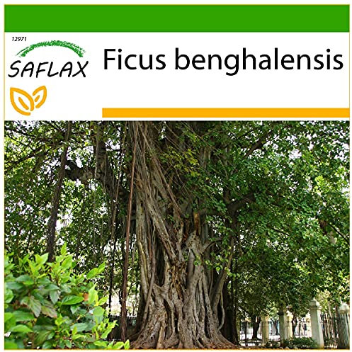 SAFLAX - Indian Banyan Tree - 20 Seeds - with Soil - Ficus benghalensis