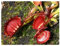 Dionaea muscipula Destroyer - Venusfliegenfalle - 5 Samen