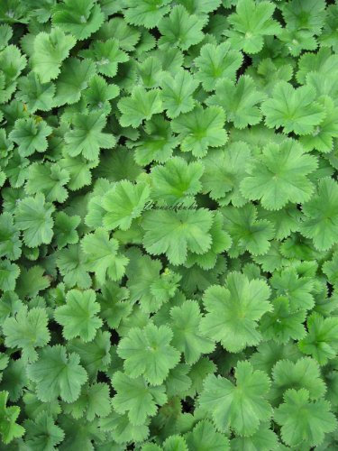 Alchemilla erythropoda - Frauenmantel - Staudenkulturen Wauschkuhn - Staude im 9x9cm Topf