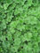Alchemilla erythropoda - Frauenmantel - Staudenkulturen Wauschkuhn - Staude im 9x9cm Topf