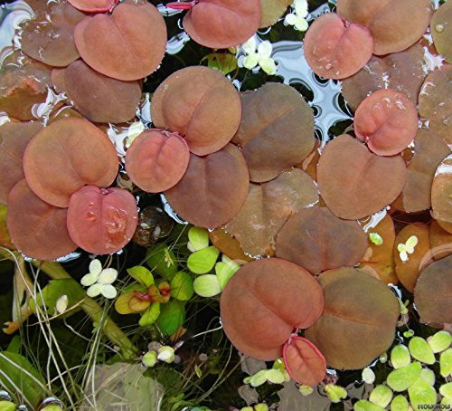 Schwimmende Wolfsmilch / Phyllanthus fluitans - Wasserpflanzen
