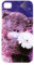 Me To You G93Q0062 Cover Photo Finish for iPhone 4