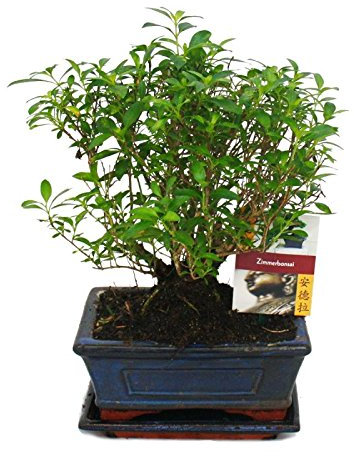 Exotenherz - Bonsai - Serissa - Junischnee - Kugel-Form - ca. 6 Jahre