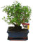 Exotenherz - Bonsai - Serissa - Junischnee - Kugel-Form - ca. 6 Jahre