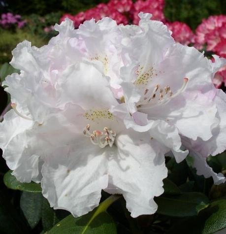 Yakushima Alpenrose Rhododendron yakushimanum Silberwolke 30-40 cm hoch im 5 Liter Pflanzcontainer