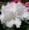 Yakushima Alpenrose Rhododendron yakushimanum Silberwolke 30-40 cm hoch im 5 Liter Pflanzcontainer