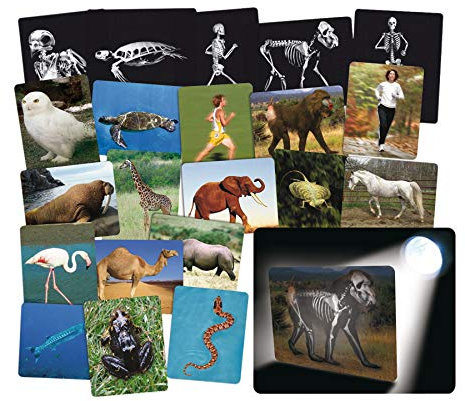 ROYLCO - Röntgenbilder Tier und Mensch - Lehrmaterial Biologie-Unterricht Skelett