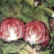 JustSeed - Radicchio - Palla Rossa 3-480 Seeds