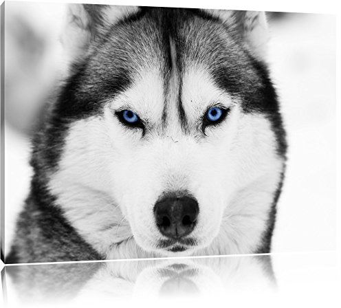 Pixxprint Husky mit blauen Augen B&W, Größe: 100x70cm, Leinwandbild, fertig gespannt, Wandbild, Dekoration, Kunstdruck, kein Poster