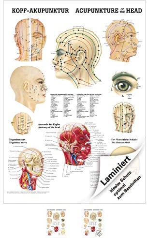 Sport-Tec Kopf-Akupunktur Mini-Poster Anatomie 34x24 cm medizinische Lehrmittel