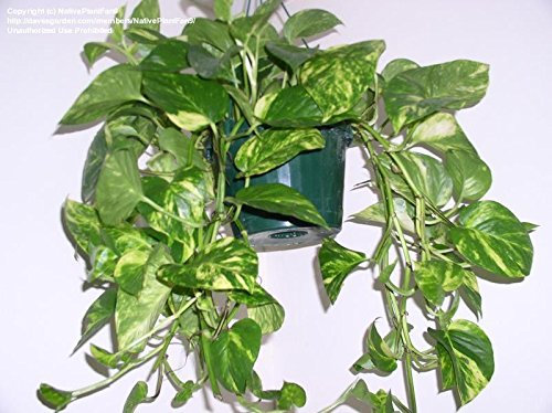 Golden Pothos Vine (Epipremnum aureum) partially-rooted Starter Vine