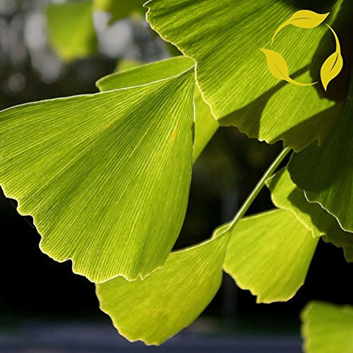 Ginkgobaum Ginkgo Biloba 5 SEEDS