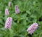 WASSERPFLANZEN WOLFF - Persicaria bistorta - Bistorta officinalis - Schlangen-Wiesenknöterich, rosa -QUALITÄTSSTAUDE durchwurzelt im 9x9cm Topf - heimisch - winterhart