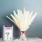 KUNSTIFY Pampasgras, Natürliches Trockenblumen Deko Set (30x weiß Pampas)