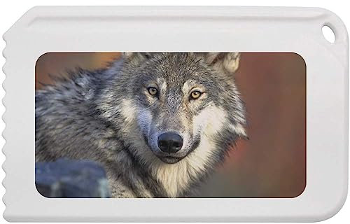 Azeeda 'Wolf' Kunststoff-Eiskratzer (IC00014221)