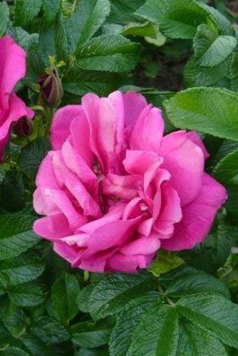 Hardy RUGOSA ROSE Hedge ~ Red Japanese ~Rosa rugosa rubra 5+ Staudensamen
