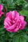 Hardy RUGOSA ROSE Hedge ~ Red Japanese ~Rosa rugosa rubra 5+ Staudensamen