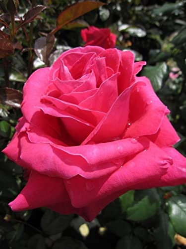 Baumschule Pflanzenvielfalt Edelrose Lady Mitchell® - Rosa Lady Mitchell® - rot - Duft++++ - Harkness-Rose