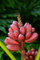 Keniabanane, Rose Nain - 10 Graines