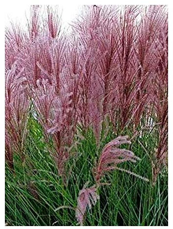 Miscanthus sinensis New Hybrids - Chinaschilf - 10 Samen