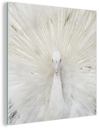 MuchoWow Glasbild Glasfoto Wandbild Bilder Deko 20x20 cm Pfau - Federn - Weiß