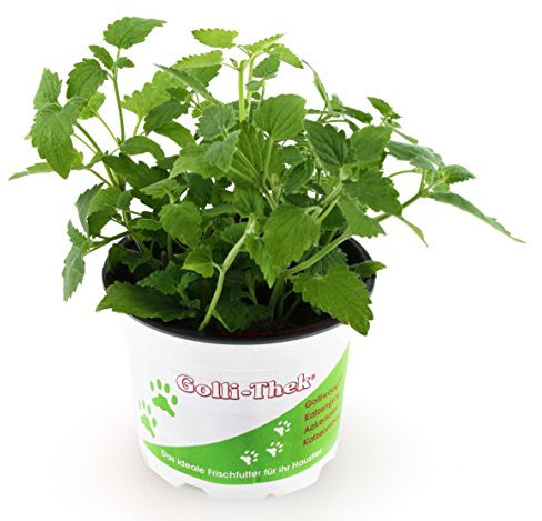 Golli-Thek Katzenminze - Nepeta cat. 6 Stück