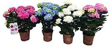Hortensia Hydrangea 1 Unidad de Planta Natural Flores Colores Diferentes para Terraza y Jardín