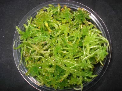 Torfmoos, Sphagnum Moos, lebend