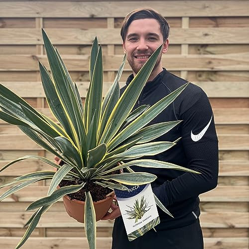 Yucca 'Gloriosa' Variegata | Tropical Shrub 50-60cm
