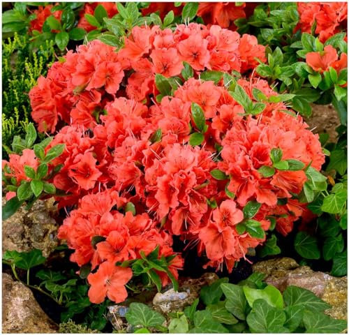 GrowOn Shrubs Dwarf Japanese Azalea Japonica 'Geisha Orange' | Evergreen Shrub | Outdoor Garden Ready Plant | Spring Flowering | Orange Flowers