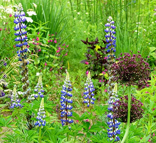 Lupinus perennis - Stauden-Lupine - Blume - 35 Samen